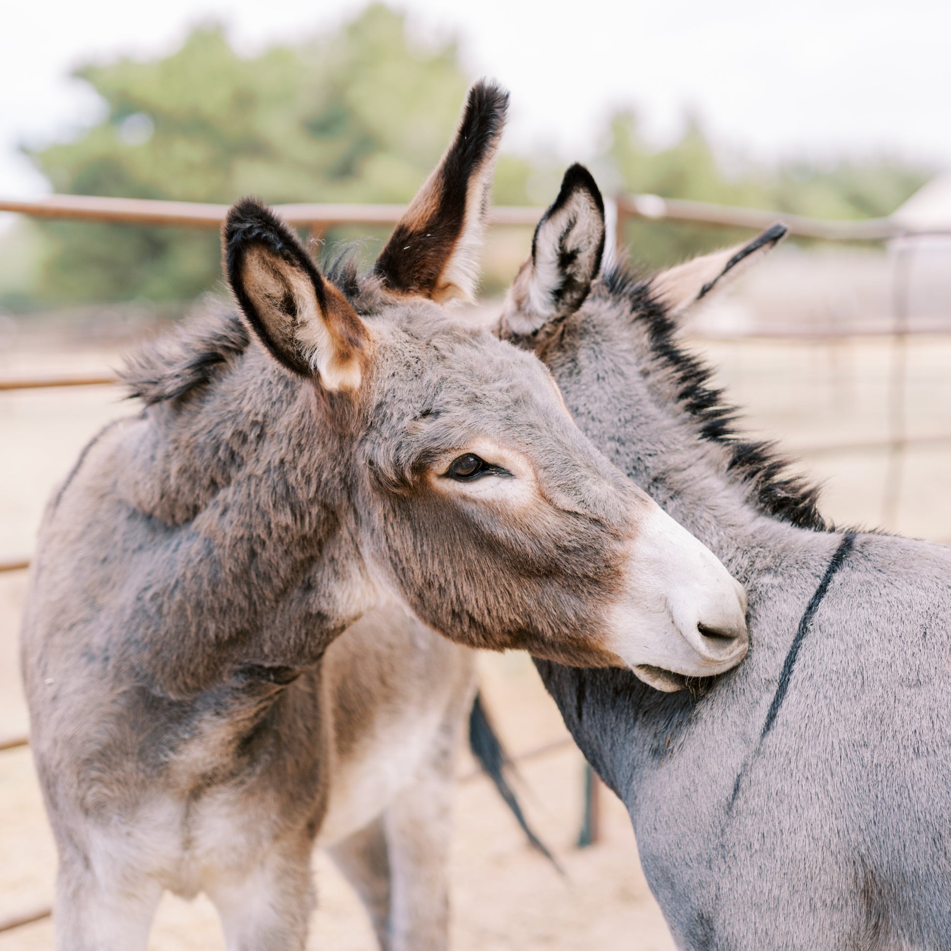 Two donkeys standing close to each other in a fenced area.