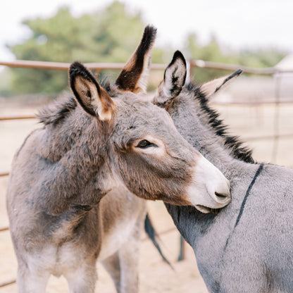 Two donkeys standing close to each other in a fenced area.