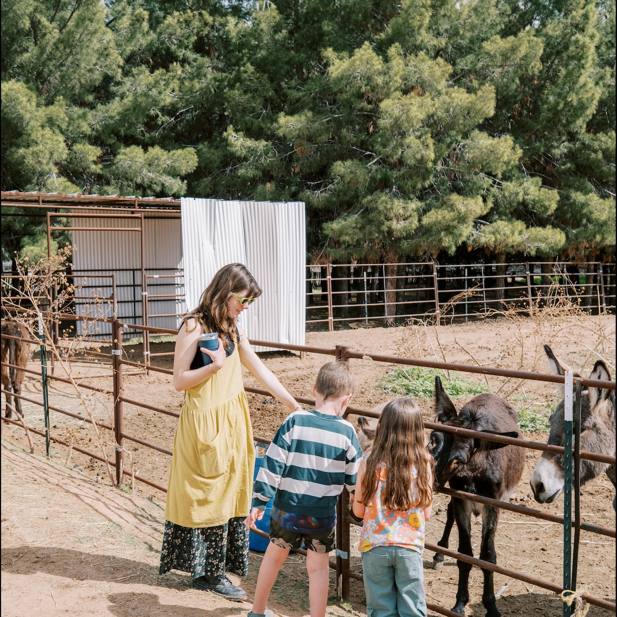 Three children interacting with donkeys behind a fence in a rural setting.