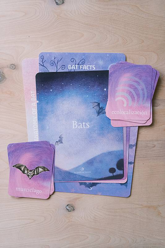 The cover page and bilingual vocabulary cards from Acorn School's Bats Curriculum.