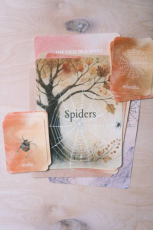 The cover page and bilingual vocabulary cards from Acorn School's Spiders Curriculum.