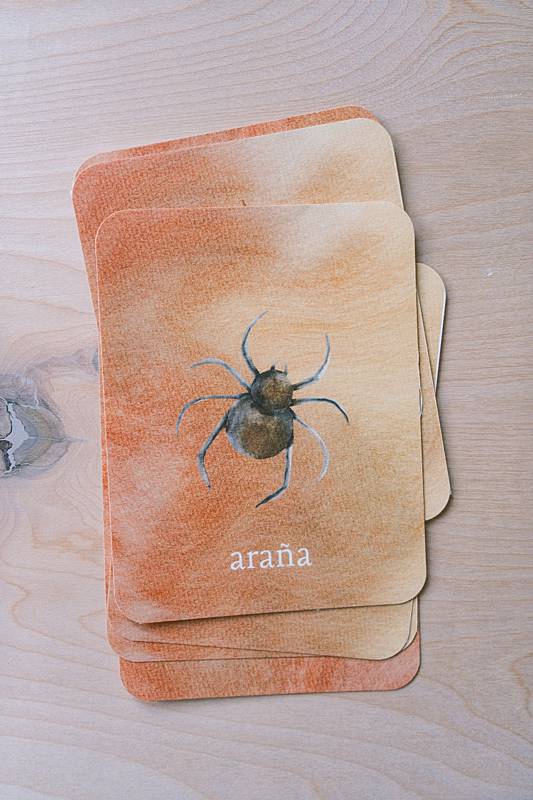 The bilingual vocabulary cards from Acorn School's Spiders Curriculum.
