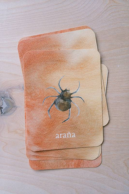 The bilingual vocabulary cards from Acorn School's Spiders Curriculum.