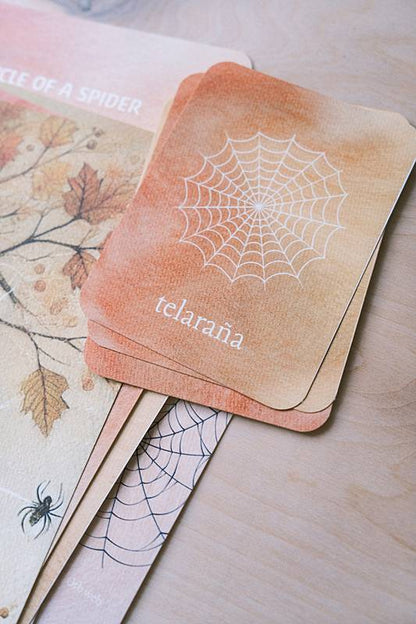 The cover page and bilingual vocabulary cards from Acorn School's Spiders Curriculum.