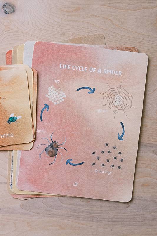 The bilingual vocabulary cards and an educational page from Acorn School's Spiders Curriculum.
