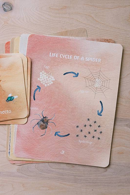The bilingual vocabulary cards and an educational page from Acorn School's Spiders Curriculum.