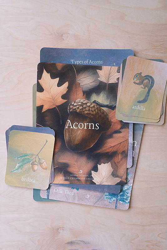 The cover page and bilingual vocabulary cards from Acorn School's Acorns Curriculum.