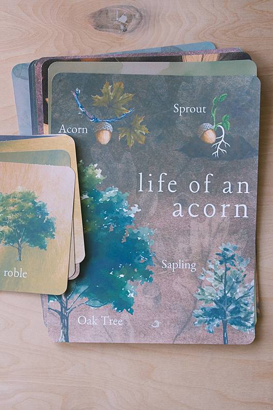 The bilingual vocabulary cards and an educational page from Acorn School's Acorns Curriculum.