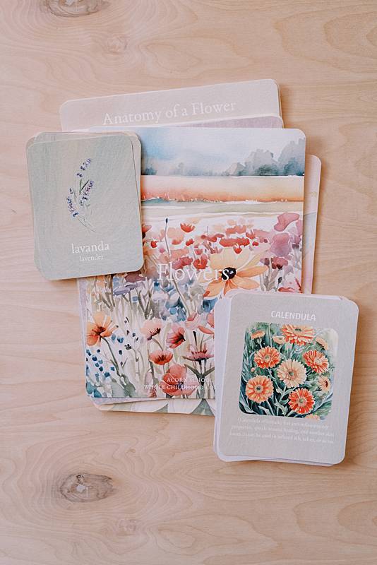 acorn school flowers curriculum with spanish english vocabulary cards