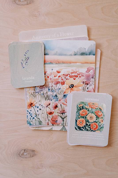 acorn school flowers curriculum with spanish english vocabulary cards