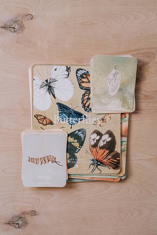 Acorn School butterfly April curriculum cover.