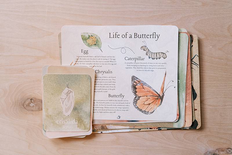 acorn-school-april-curriculum-butterflies_0012