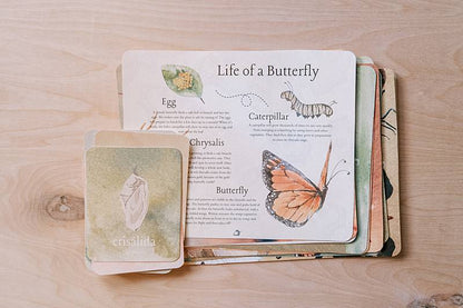 acorn-school-april-curriculum-butterflies_0012