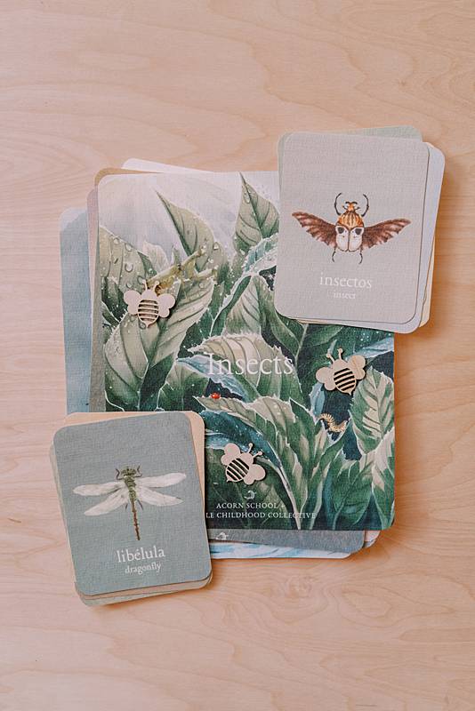 acorn school insects curriculum cover with spanish english vocabulary cards