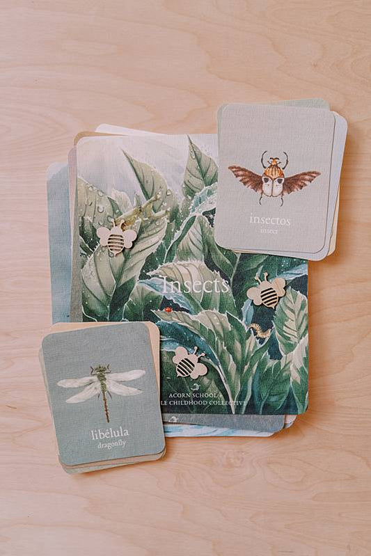 acorn school insects curriculum cover with spanish english vocabulary cards