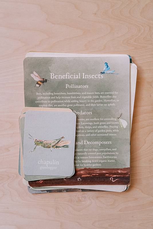 acorn school insects curriculum spanish english vocabulary cards with inside educational page