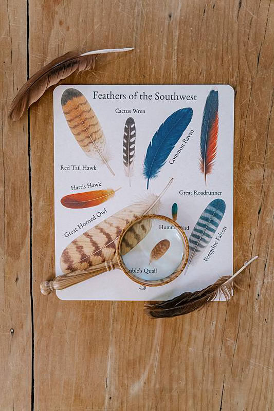 Image of a card with illustrations of bird feathers and real bird feathers laying on top with a magnifying glass.