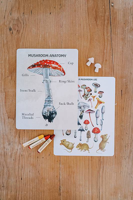 Two cards on a table with wooden toy mushrooms