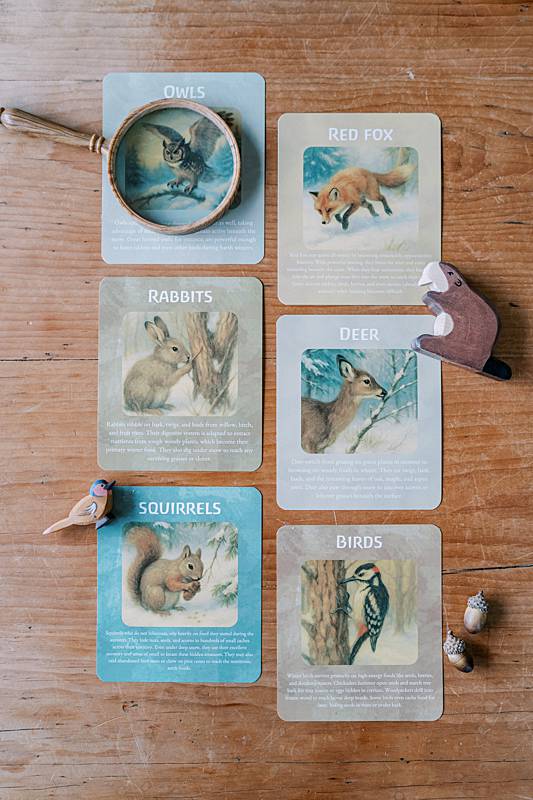 six cards with animal illustrations and descriptions