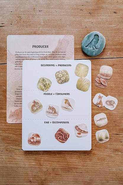 Cards with small cut out pieces and a fossil on a table.