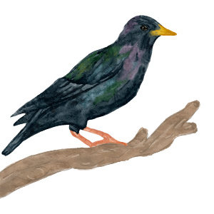 A starling icon.