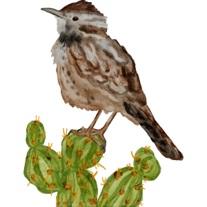 A cactus wren icon.