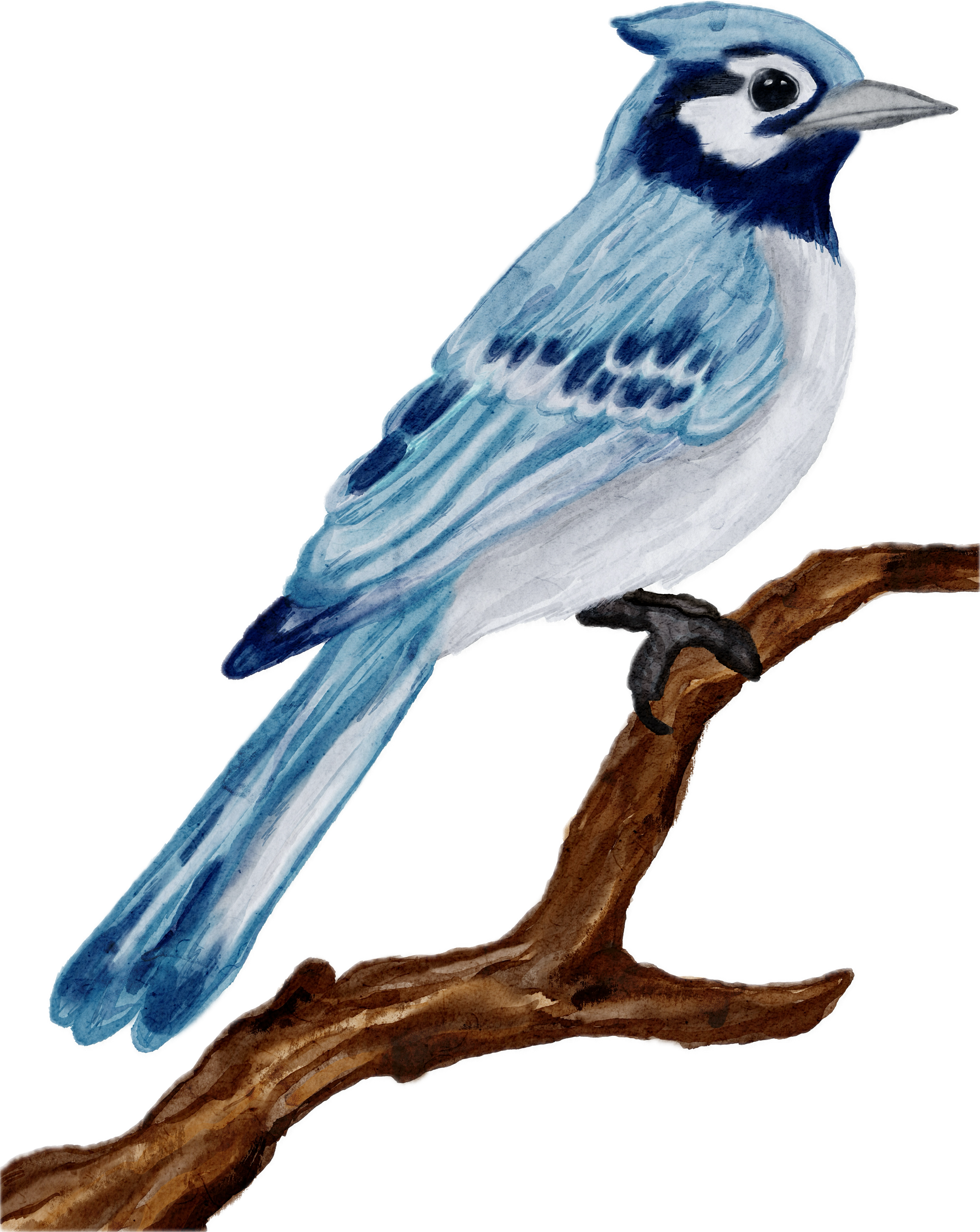 Bluejay icon_updated