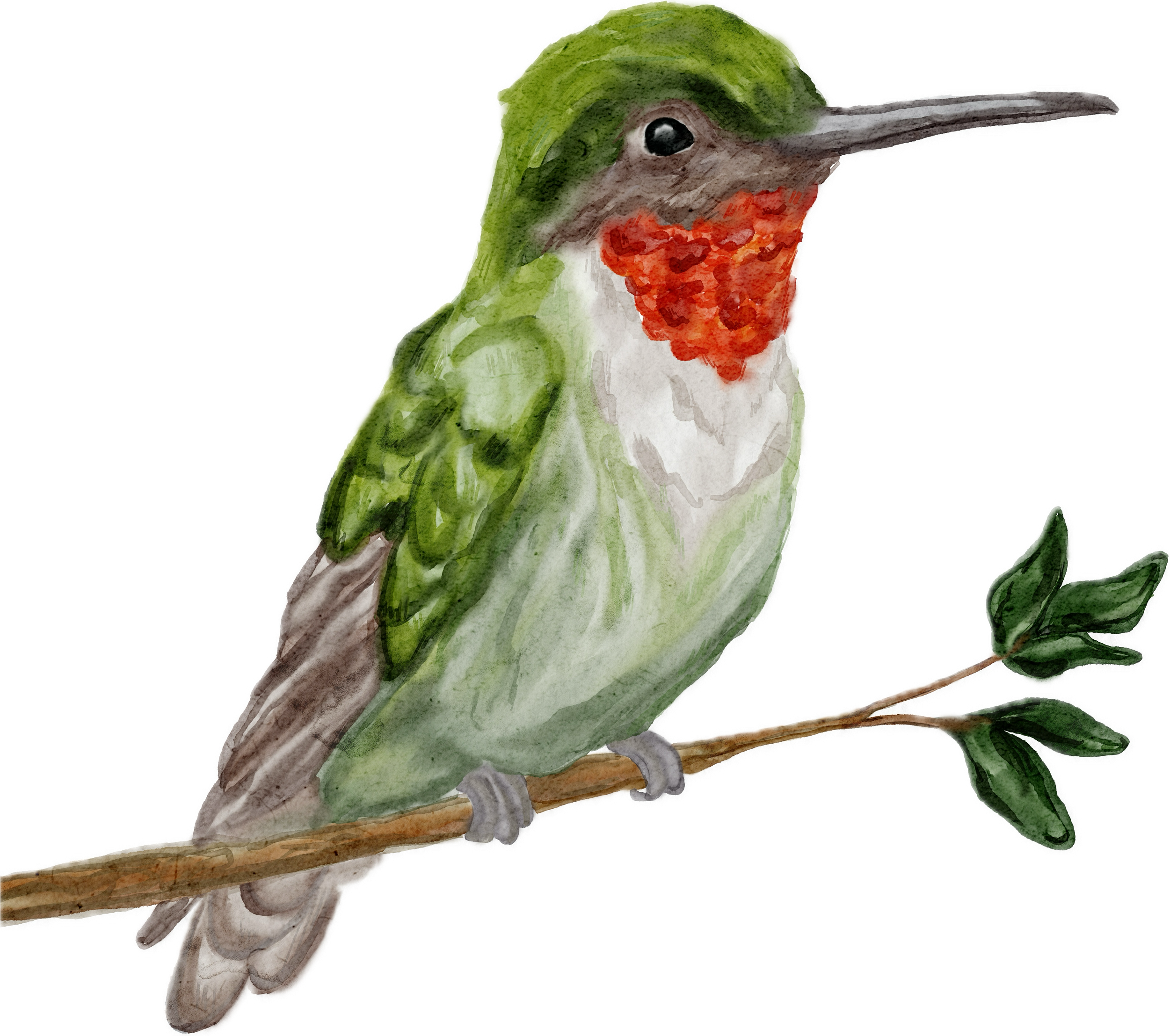 Hummingbird icon_updated