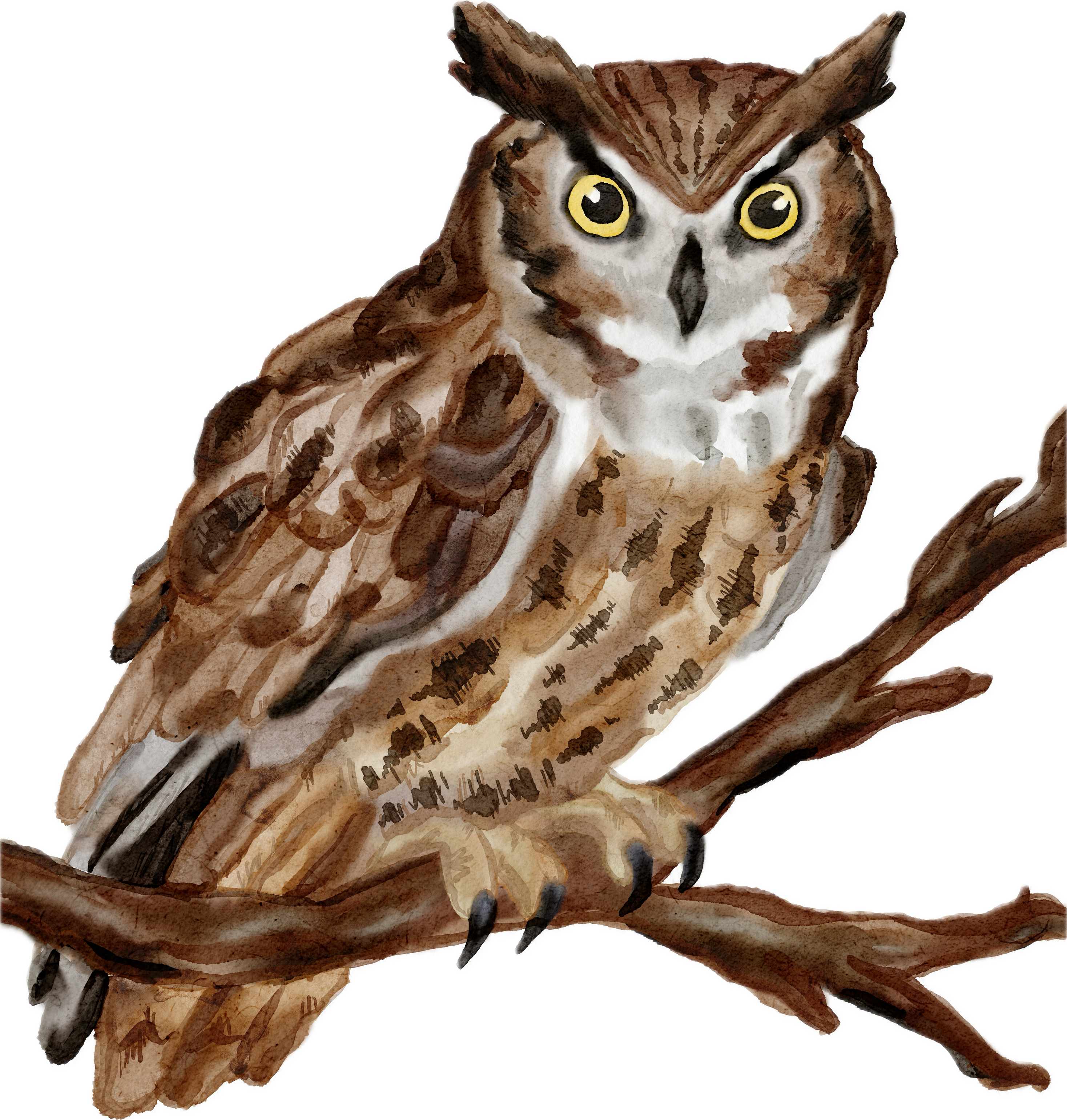 Owl icon_updated